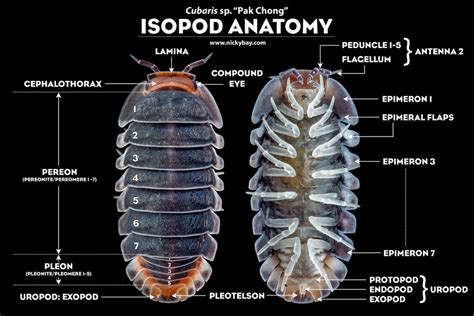 where did isopods originate.